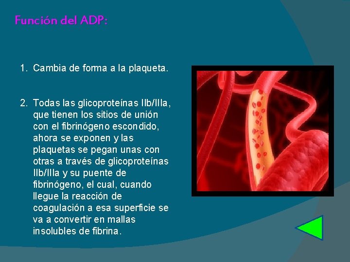 Función del ADP: 1. Cambia de forma a la plaqueta. 2. Todas las glicoproteínas