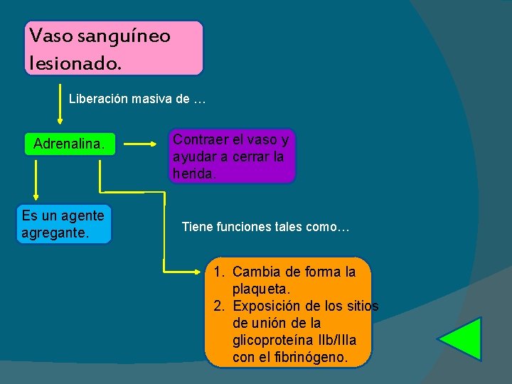 Vaso sanguíneo lesionado. Liberación masiva de … Adrenalina. Es un agente agregante. Contraer el