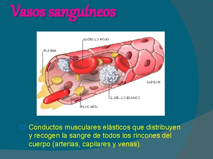 Vasos sanguíneos � Conductos musculares elásticos que distribuyen y recogen la sangre de todos