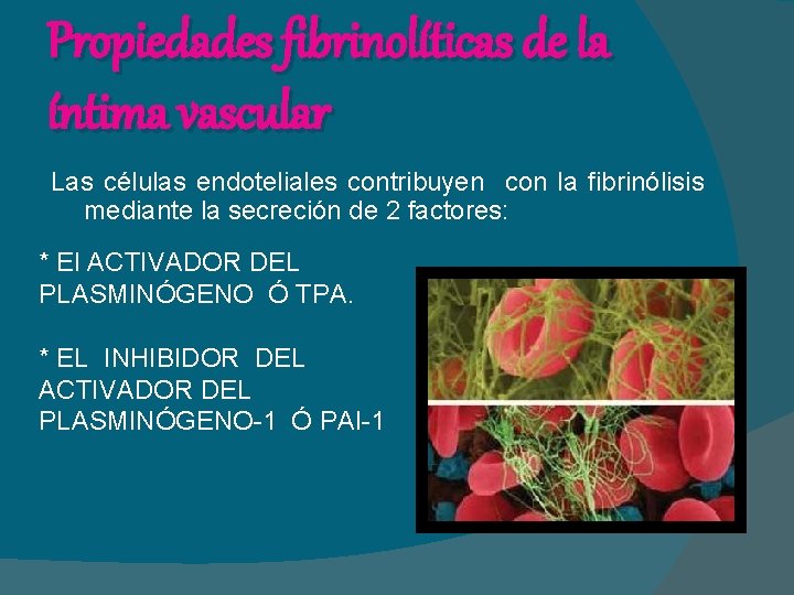 Propiedades fibrinolíticas de la íntima vascular Las células endoteliales contribuyen con la fibrinólisis mediante