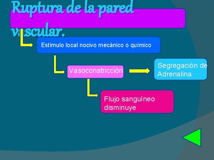 Ruptura de la pared vascular. Estímulo local nocivo mecánico o químico Vasoconstricción Flujo sanguíneo