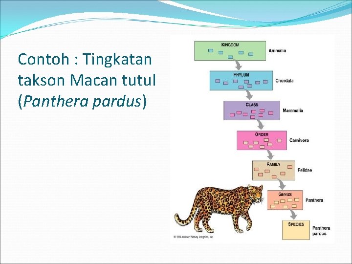 Contoh : Tingkatan takson Macan tutul (Panthera pardus) 
