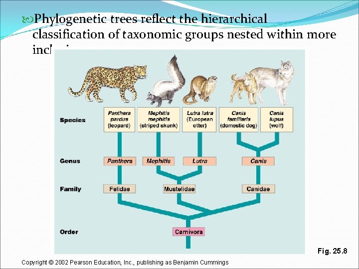  Phylogenetic trees reflect the hierarchical classification of taxonomic groups nested within more inclusive