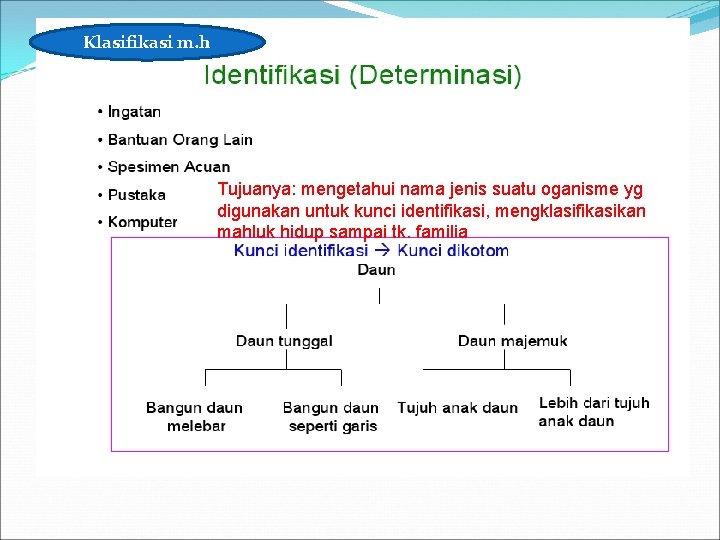 Klasifikasi m. h Tujuanya: mengetahui nama jenis suatu oganisme yg digunakan untuk kunci identifikasi,