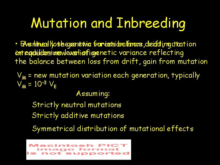 Mutation and Inbreeding • Eventually these two forces balance, leading to As lines lose