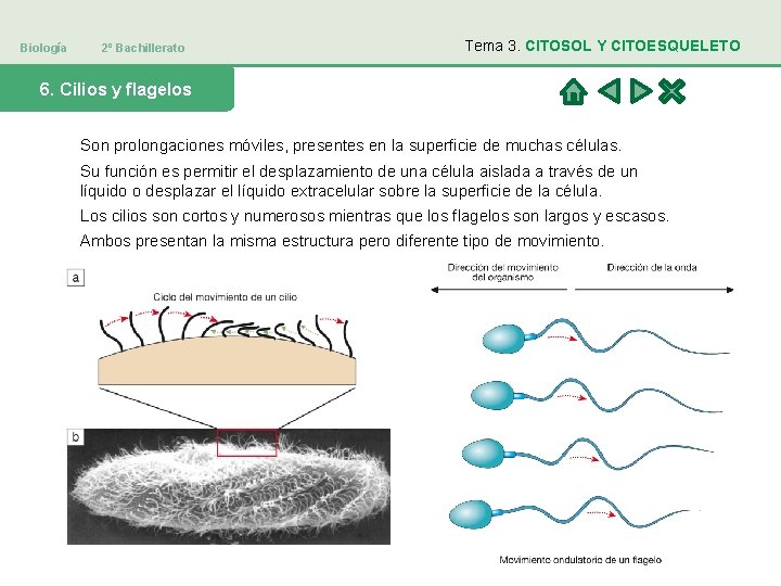 Biología 2º Bachillerato Tema 3. CITOSOL Y CITOESQUELETO 6. Cilios y flagelos Son prolongaciones