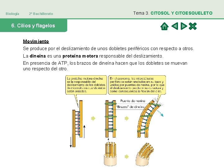 Biología 2º Bachillerato Tema 3. CITOSOL Y CITOESQUELETO 6. Cilios y flagelos Movimiento Se