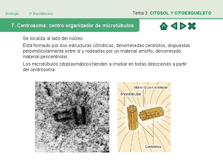 Biología 2º Bachillerato Tema 3. CITOSOL Y CITOESQUELETO 7. Centrosoma: centro organizador de microtúbulos