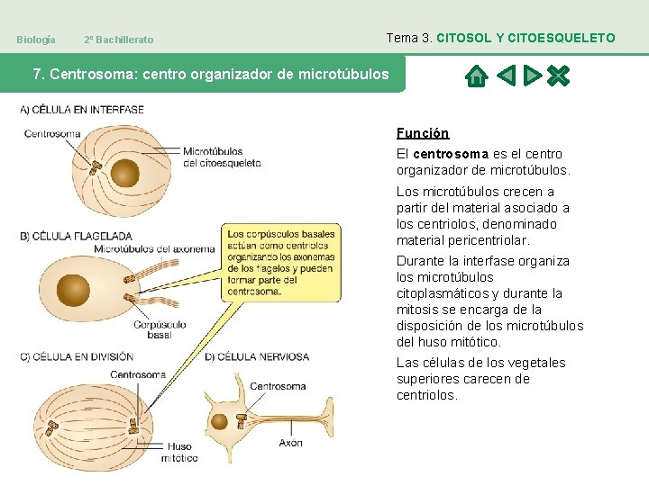 Biología 2º Bachillerato Tema 3. CITOSOL Y CITOESQUELETO 7. Centrosoma: centro organizador de microtúbulos