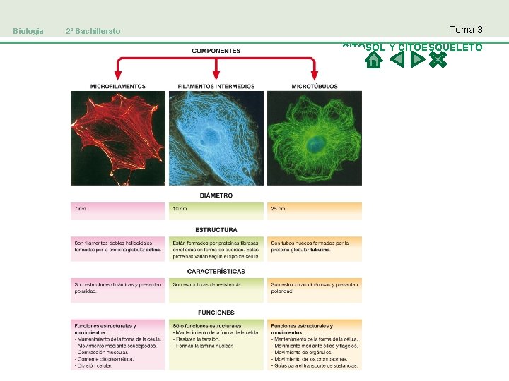 Biología 2º Bachillerato Tema 3. CITOSOL Y CITOESQUELETO 