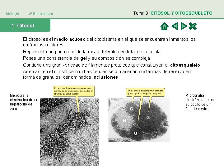 Biología 2º Bachillerato Tema 3. CITOSOL Y CITOESQUELETO 1. Citosol El citosol es el