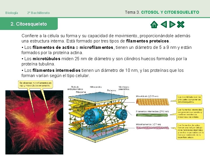 Biología 2º Bachillerato Tema 3. CITOSOL Y CITOESQUELETO 2. Citoesqueleto Confiere a la célula