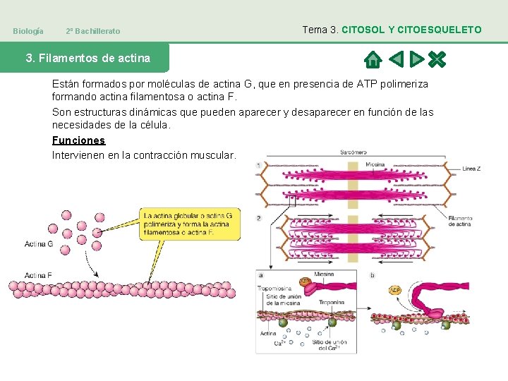 Biología 2º Bachillerato Tema 3. CITOSOL Y CITOESQUELETO 3. Filamentos de actina Están formados