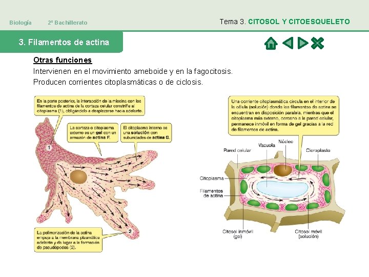 Biología 2º Bachillerato Tema 3. CITOSOL Y CITOESQUELETO 3. Filamentos de actina Otras funciones