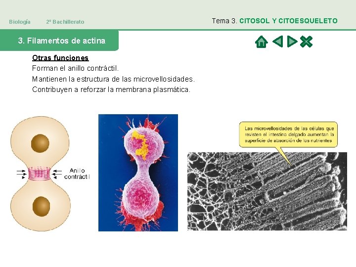 Biología 2º Bachillerato 3. Filamentos de actina Otras funciones Forman el anillo contráctil. Mantienen