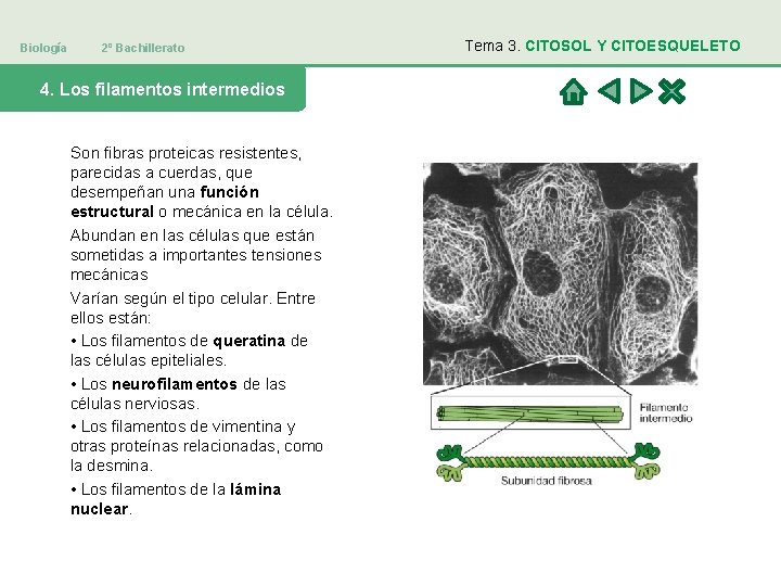 Biología 2º Bachillerato 4. Los filamentos intermedios Son fibras proteicas resistentes, parecidas a cuerdas,