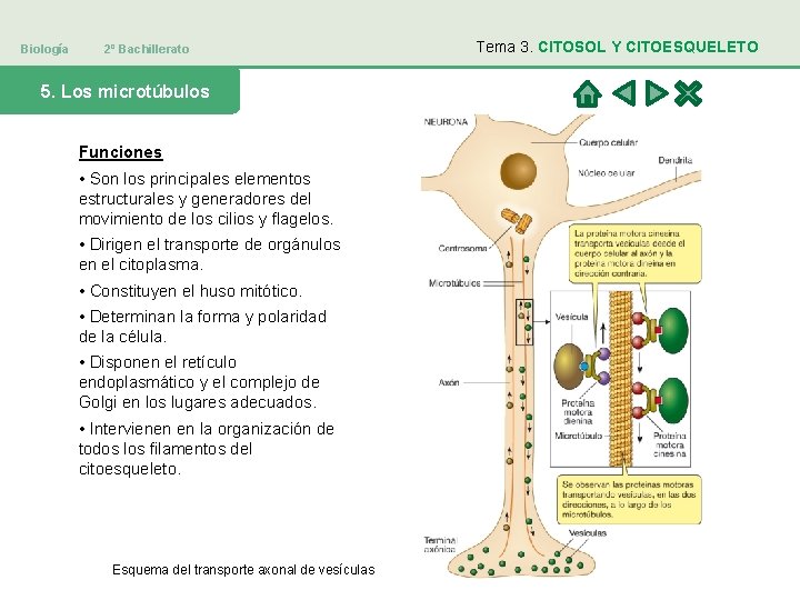 Biología 2º Bachillerato 5. Los microtúbulos Funciones • Son los principales elementos estructurales y