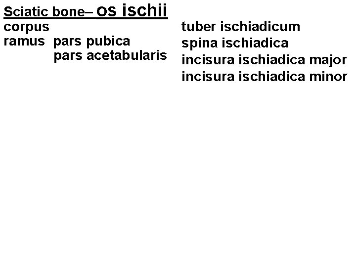 Sciatic bone– os ischii tuber ischiadicum corpus ramus pars pubica spina ischiadica pars acetabularis