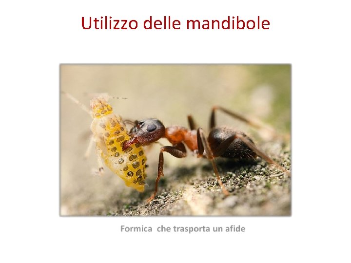 Utilizzo delle mandibole 