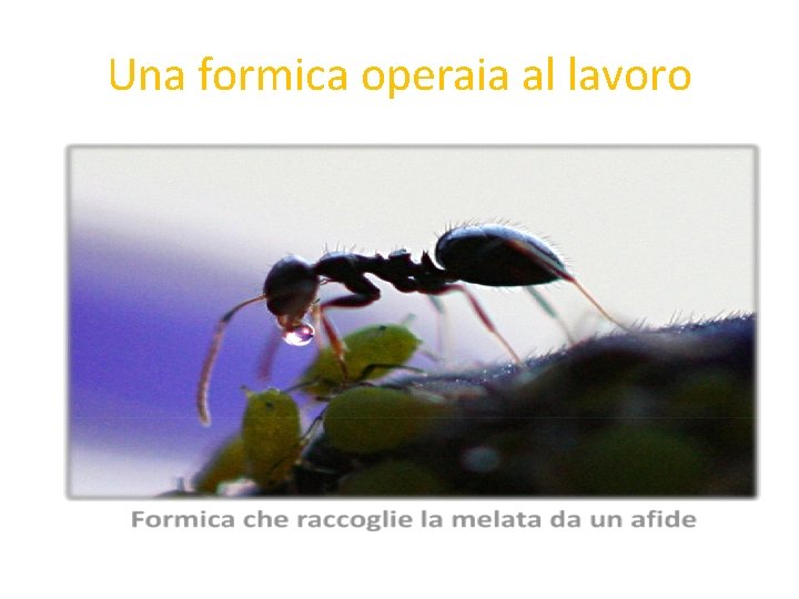 Una formica operaia al lavoro 