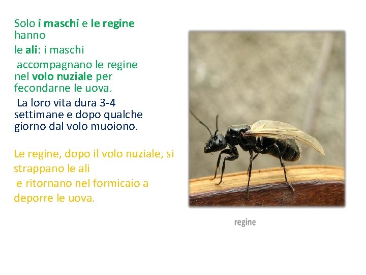 Solo i maschi e le regine hanno le ali: i maschi accompagnano le regine