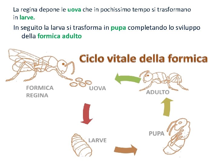 La regina depone le uova che in pochissimo tempo si trasformano in larve. In