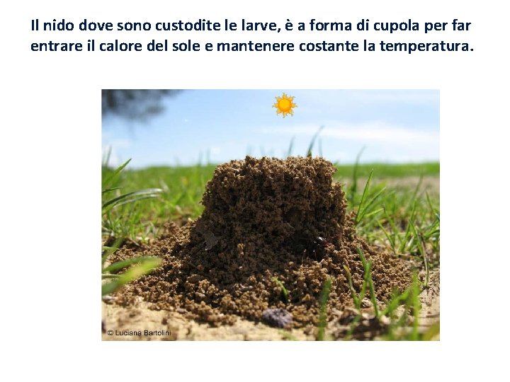 Il nido dove sono custodite le larve, è a forma di cupola per far