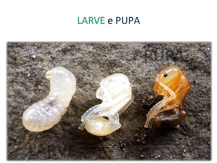 LARVE e PUPA LARVE 