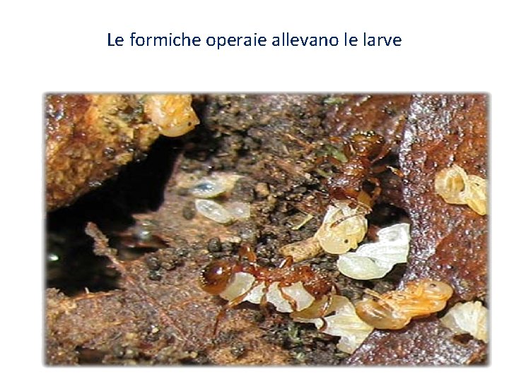 Le formiche operaie allevano le larve 