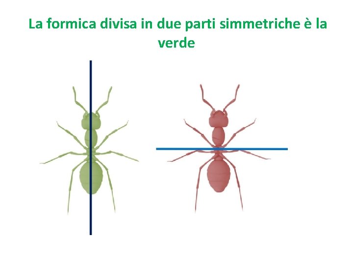 La formica divisa in due parti simmetriche è la verde 