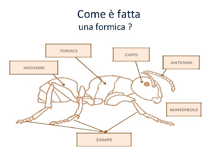 Come è fatta una formica ? 