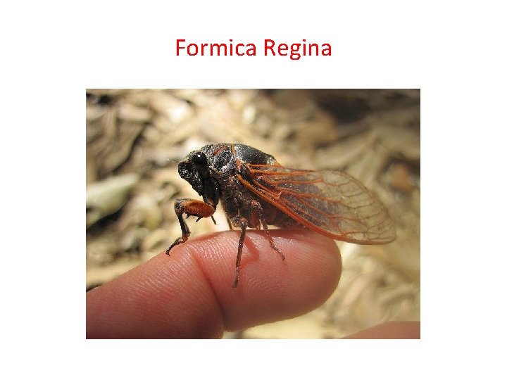 Formica Regina 