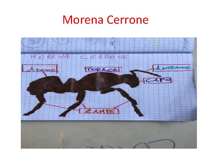 Morena Cerrone 