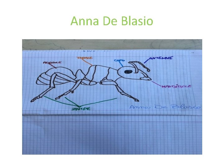 Anna De Blasio 