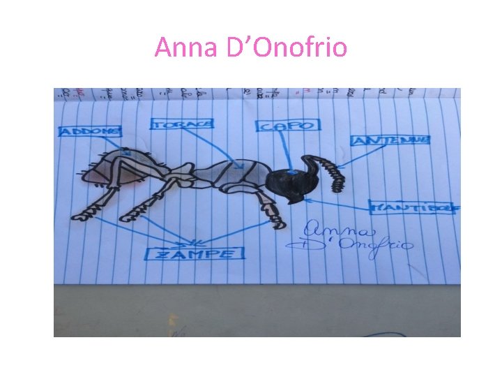 Anna D’Onofrio 