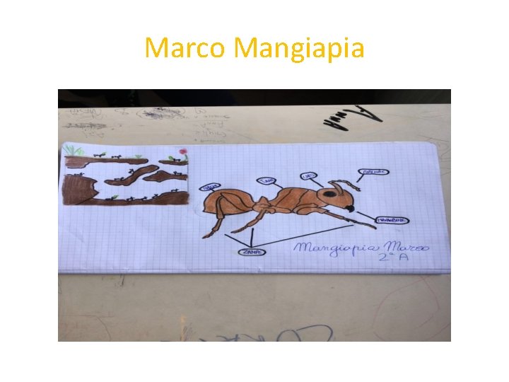 Marco Mangiapia 