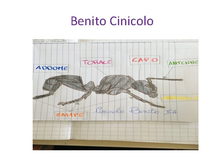 Benito Cinicolo 