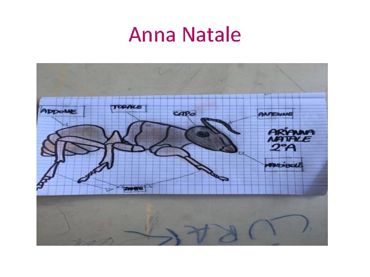Anna Natale 