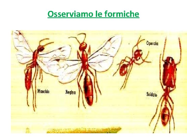 Osserviamo le formiche 