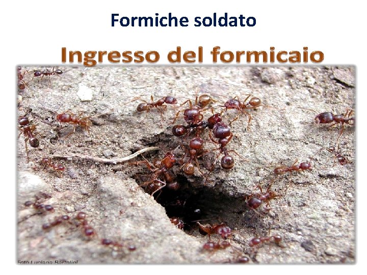 Formiche soldato 