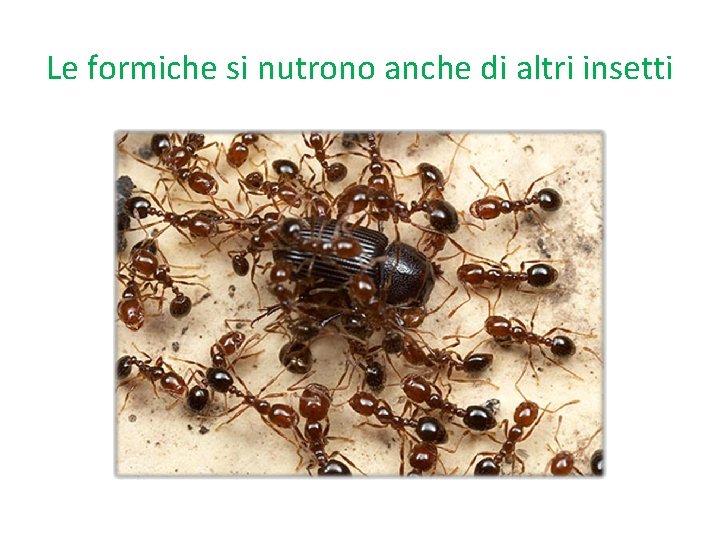 Le formiche si nutrono anche di altri insetti 