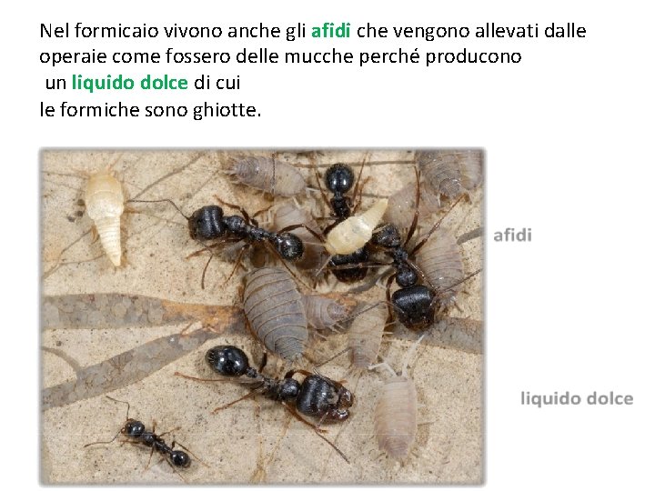 Nel formicaio vivono anche gli afidi che vengono allevati dalle operaie come fossero delle