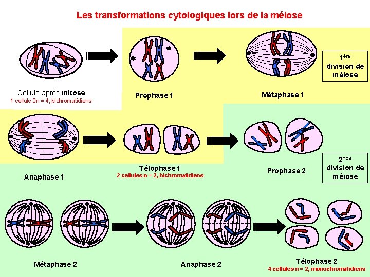 Les transformations cytologiques lors de la méiose 1ère division de méiose Cellule après mitose