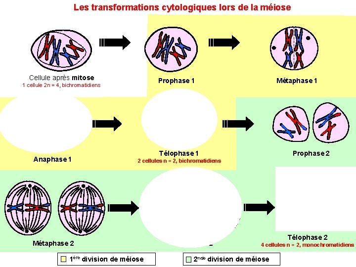 Les transformations cytologiques lors de la méiose Cellule après mitose Prophase 1 1 cellule