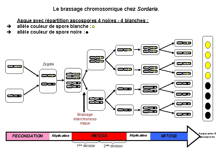 Le brassage chromosomique chez Sordaria. è è Asque avec répartition ascospores 4 noires -