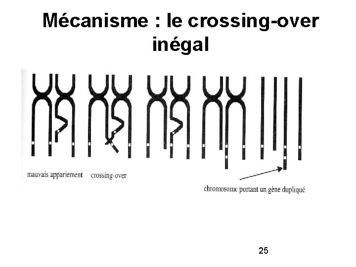 Mécanisme : le crossing-over inégal Ce phénomène crée de nouveaux gènes par mutations sans