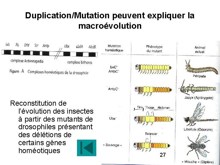 Duplication/Mutation peuvent expliquer la macroévolution Reconstitution de l’évolution des insectes à partir des mutants