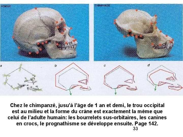 Chez le chimpanzé, jusu’à l’âge de 1 an et demi, le trou occipital est