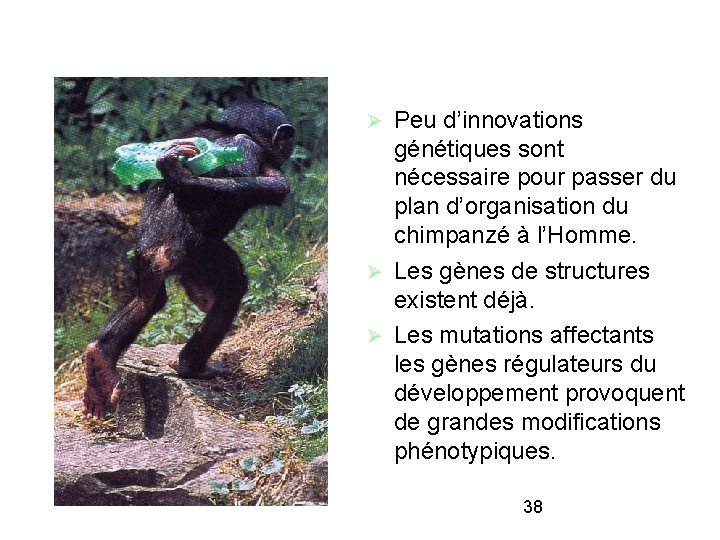 Peu d’innovations génétiques sont nécessaire pour passer du plan d’organisation du chimpanzé à l’Homme.