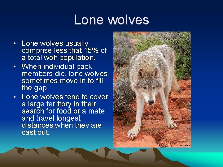 Lone wolves • Lone wolves usually comprise less that 15% of a total wolf